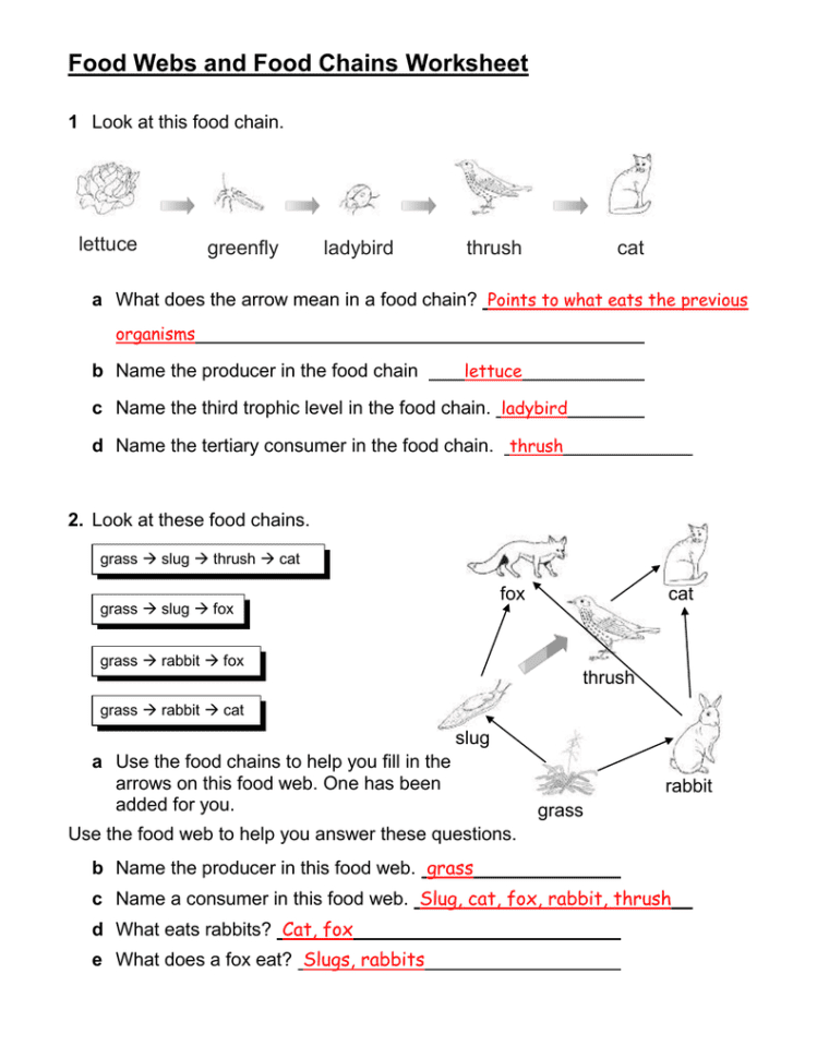 Food Webs And Food Chains Worksheet