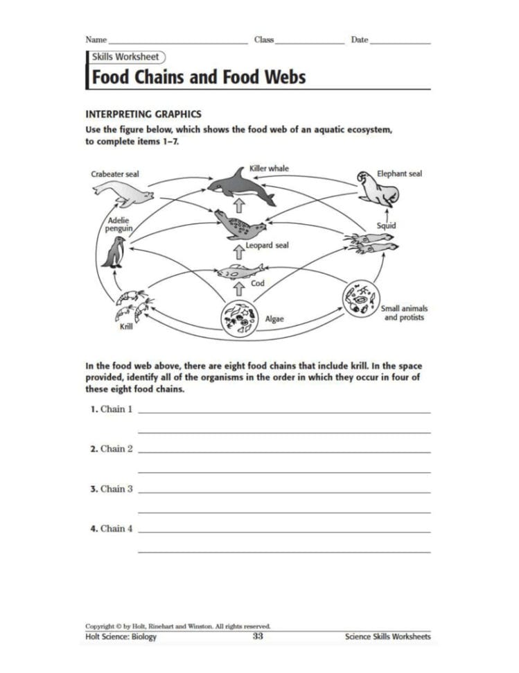 Food Webs And Food Chains Worksheet Balancing Equations