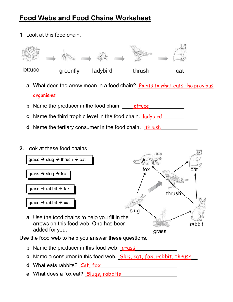 Food Chains And Food Webs Skills Worksheet Answers