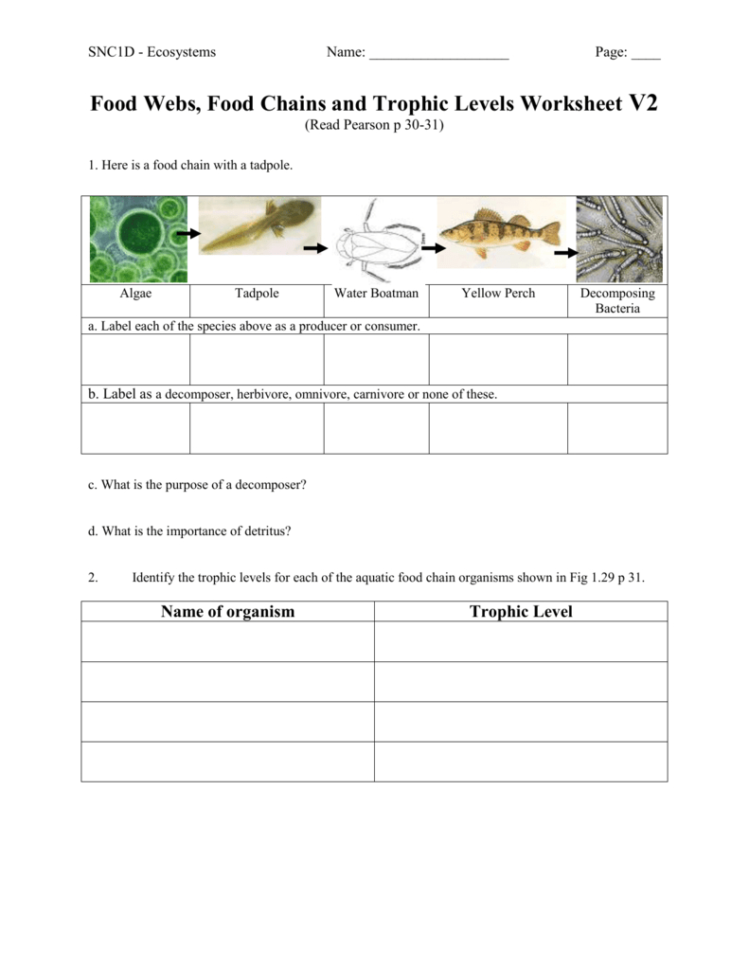 Food Webs Food Chains And Trophic Levels Worksheet V2