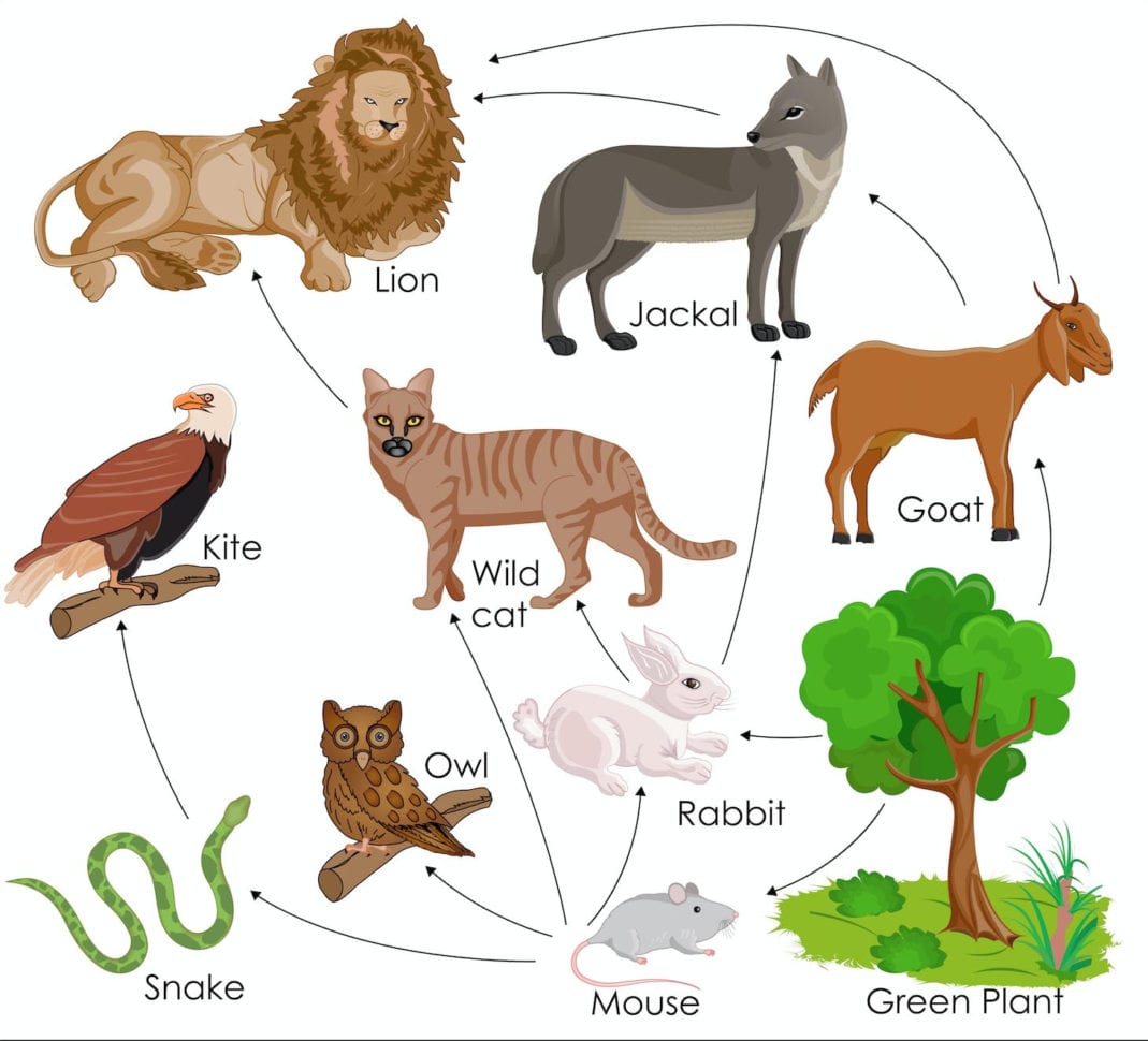 Food Webs In An Ecosystem Science Games  Legends Of Learning