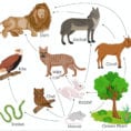 Food Webs In An Ecosystem Science Games  Legends Of Learning