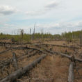 Forests Around Chernobyl Aren't Decaying Properly  Science