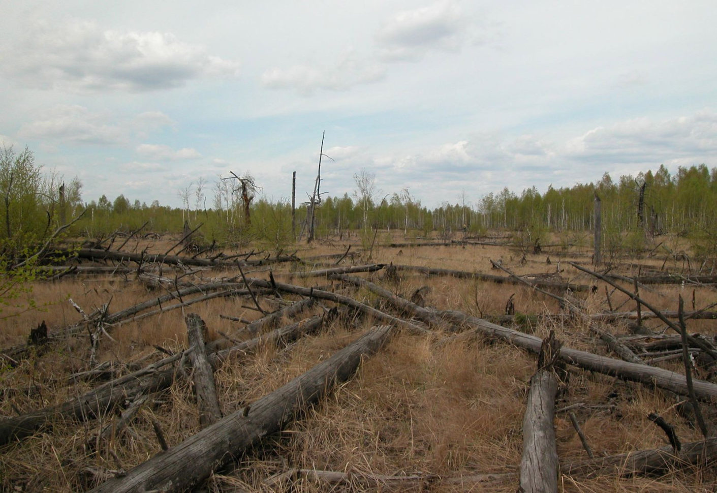 Forests Around Chernobyl Aren't Decaying Properly  Science