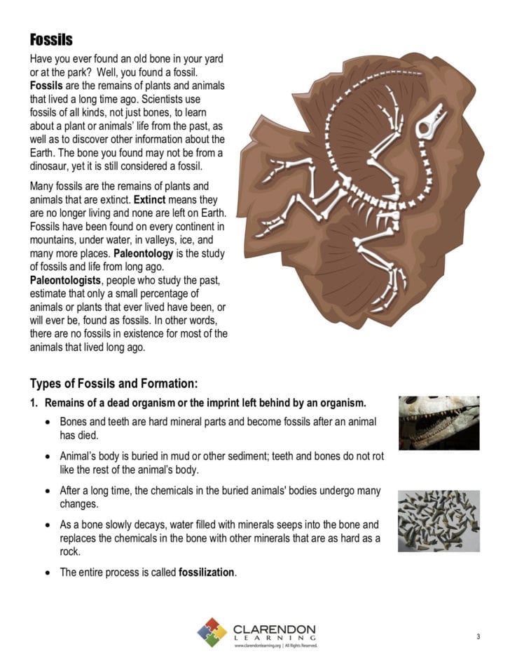 Fossil Formation Worksheet