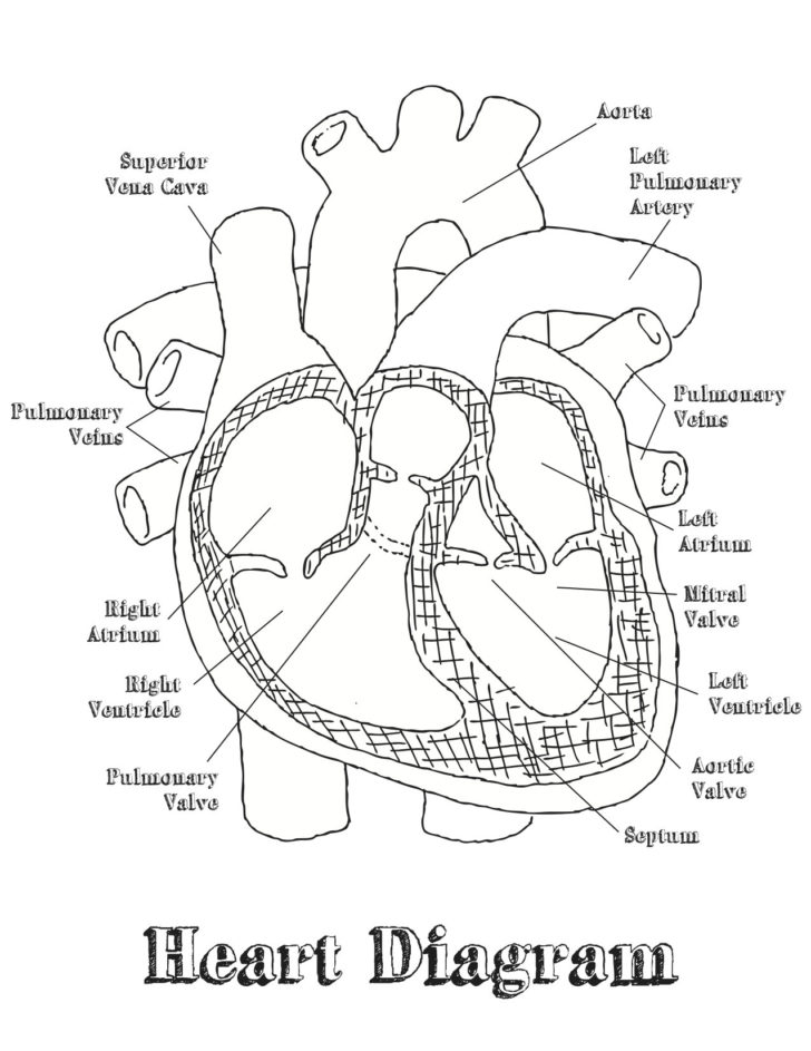 Skin Diagram Coloring And Labeling Worksheet