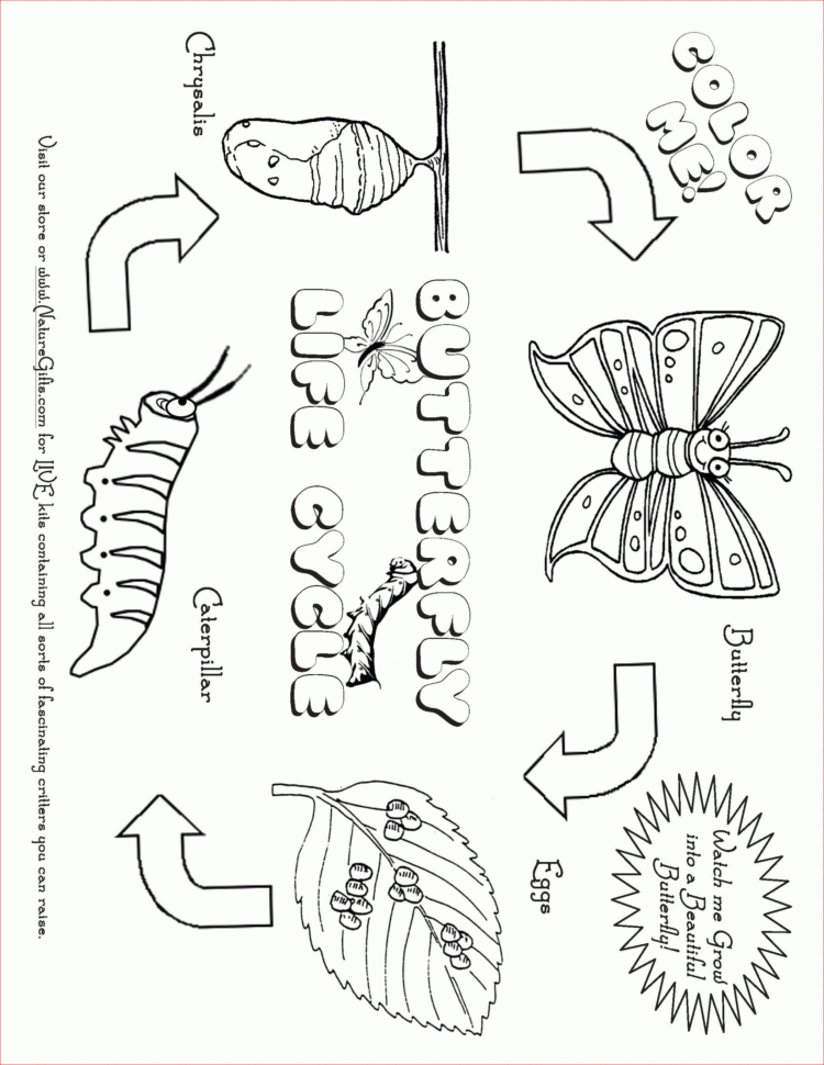 Free Butterfly Coloring Pages Butterfly Life Cycle