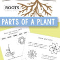Free Printable Parts Of A Plant Worksheets  Itsy Bitsy Fun