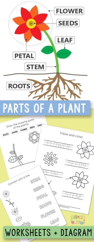 Free Printable Parts Of A Plant Worksheets  Itsy Bitsy Fun