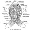 Frog Anatomy Diagram Labeled  Wiring Diagram