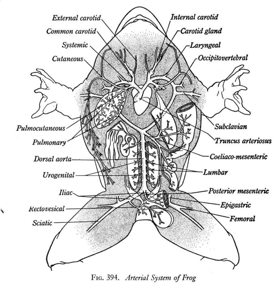 Frog Anatomy Diagram Labeled  Wiring Diagram