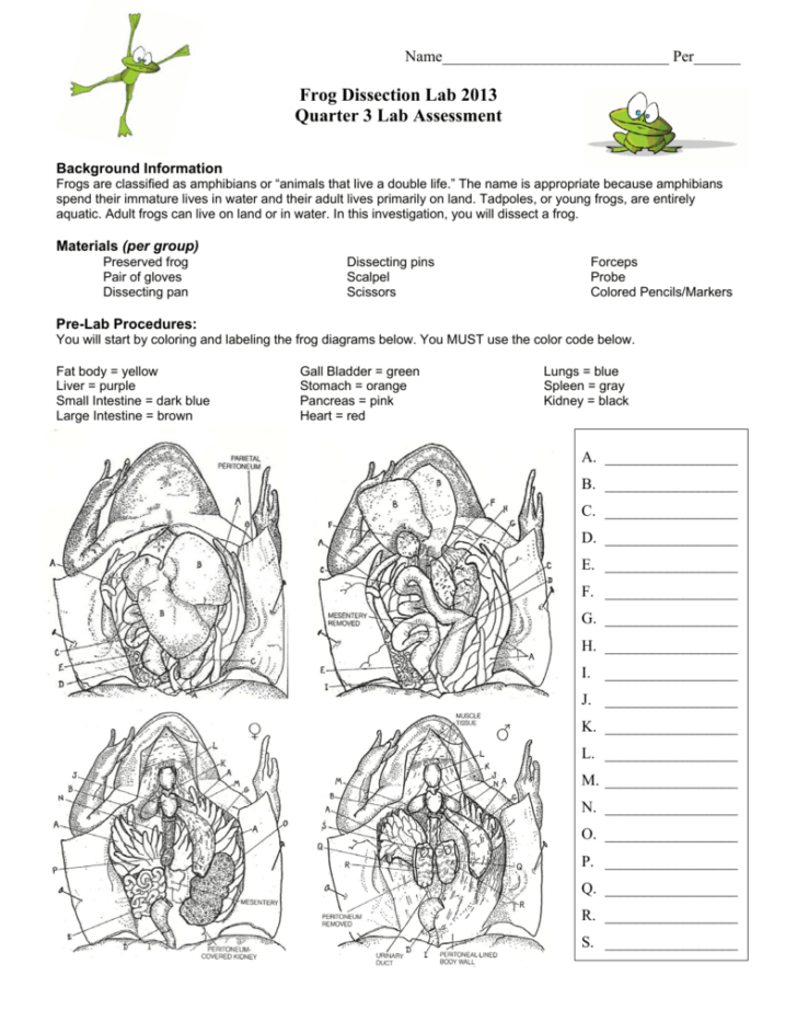 Frog Dissection Lab Worksheet Answer Key — db-excel.com