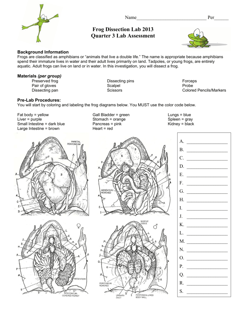 frog dissection diagram worksheet