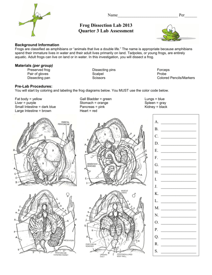 frog-dissection-worksheet-answers-db-excel