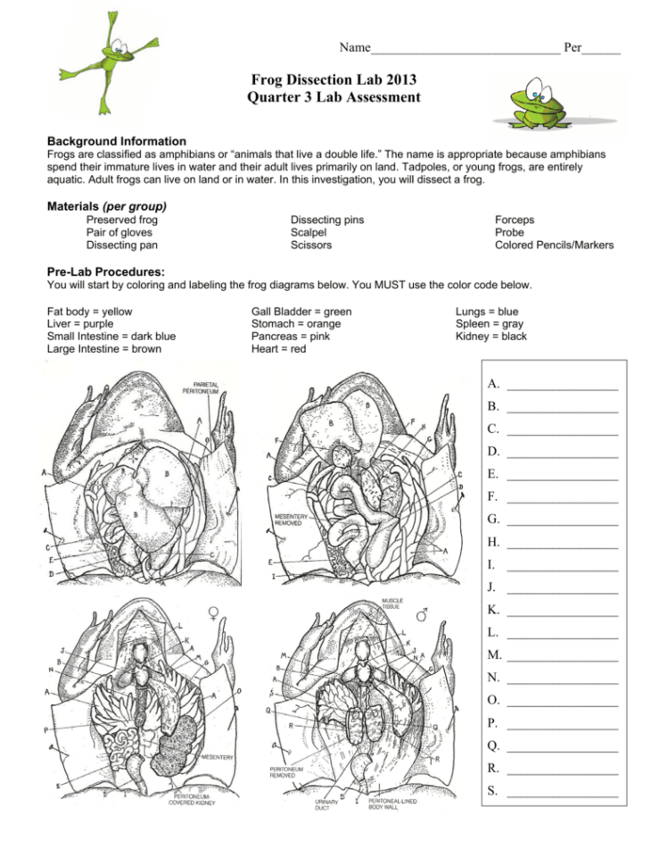 biology corner frog dissection answers
