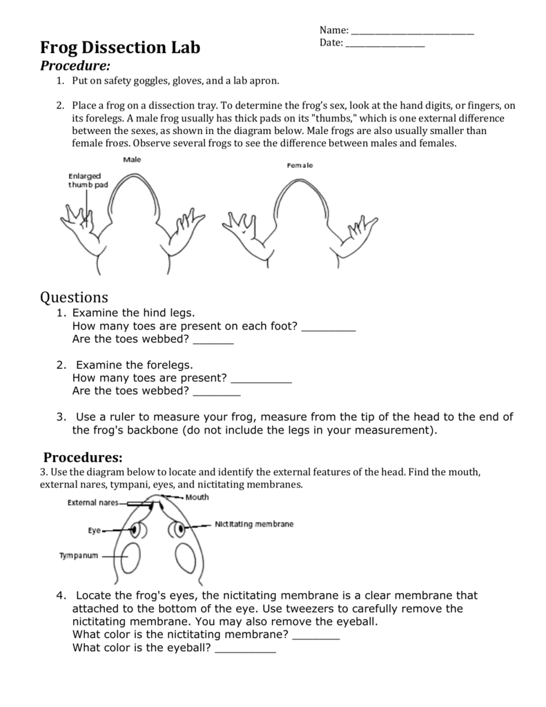frog dissection lab worksheet answer key