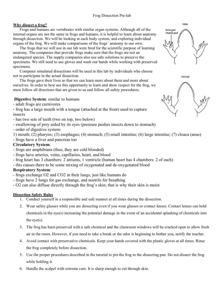 Frog Dissection Pre Lab Worksheet Answer Key — db-excel.com