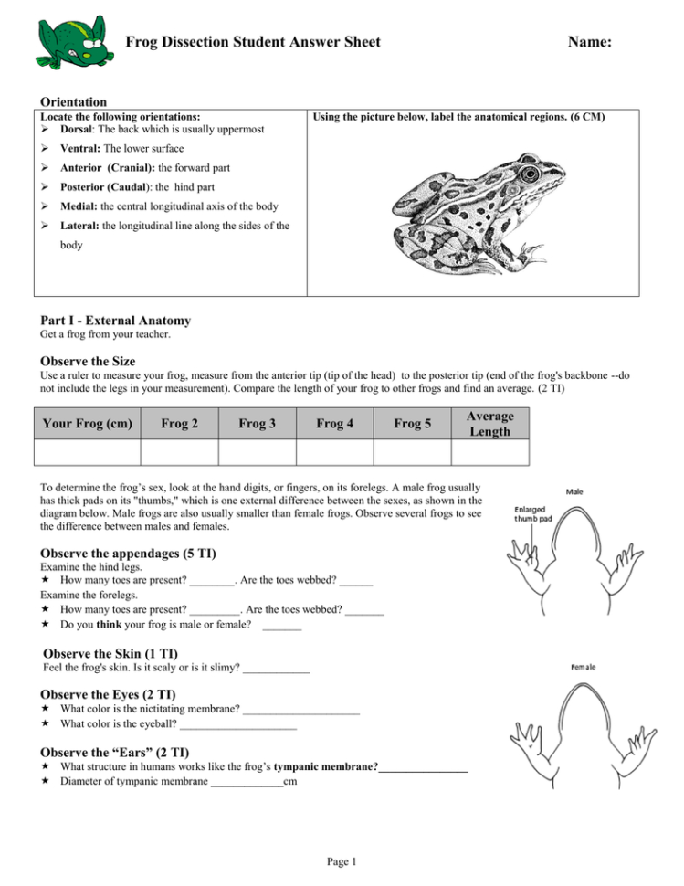 Frog Dissection Student Answer Sheet Name Orientation