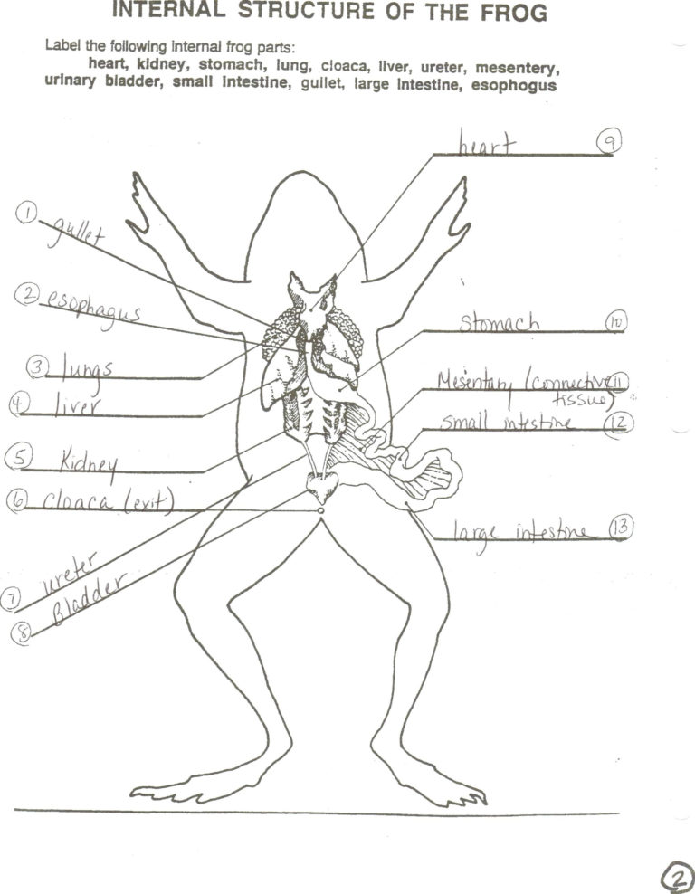 Frog Dissection Worksheet Db excel