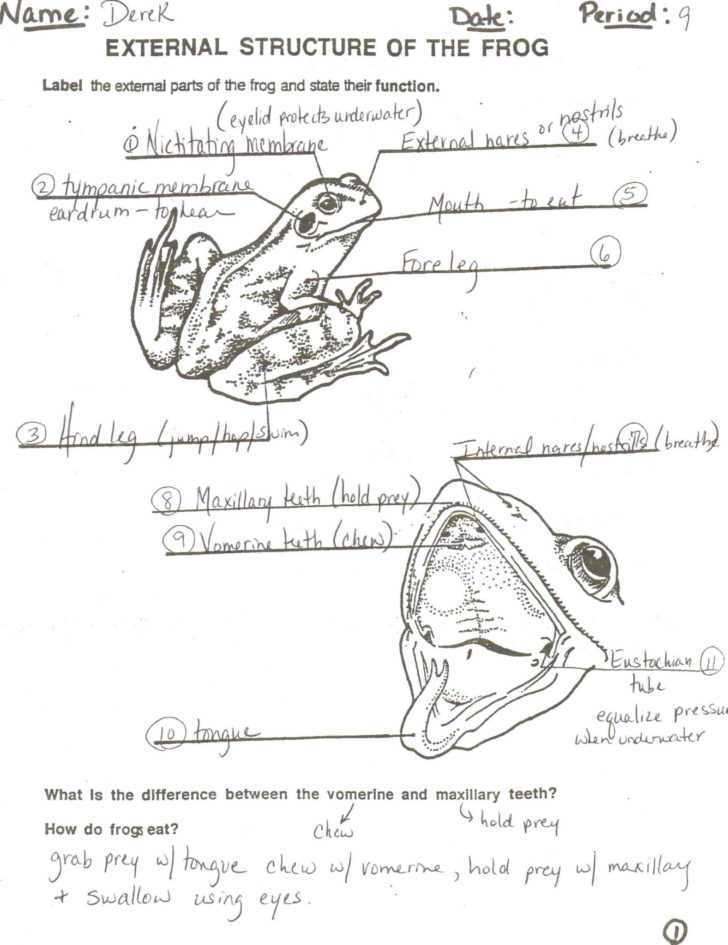 frog dissection questions answers