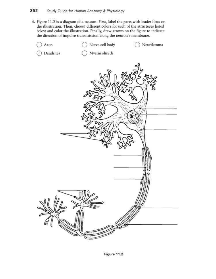 Fundamental The Nervous System An Vous Ti  Lakek12Fl