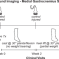 Gastrocnemius Fascicles Are Shorter And More Pennate