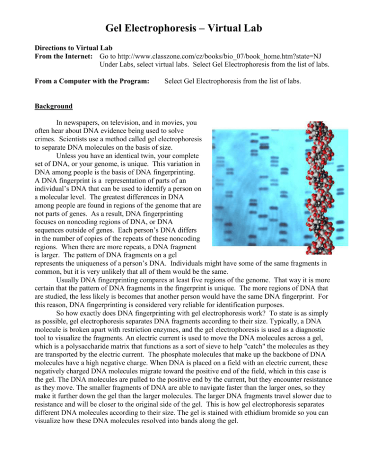 Gel Electrophoresis Virtual Lab