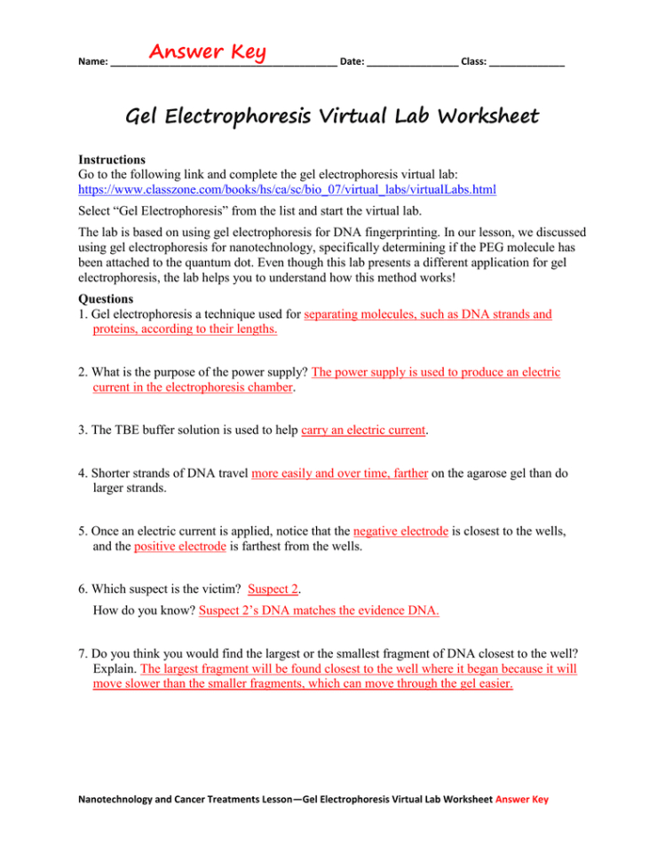 Gel Electrophoresis Virtual Lab Worksheet Answer Key