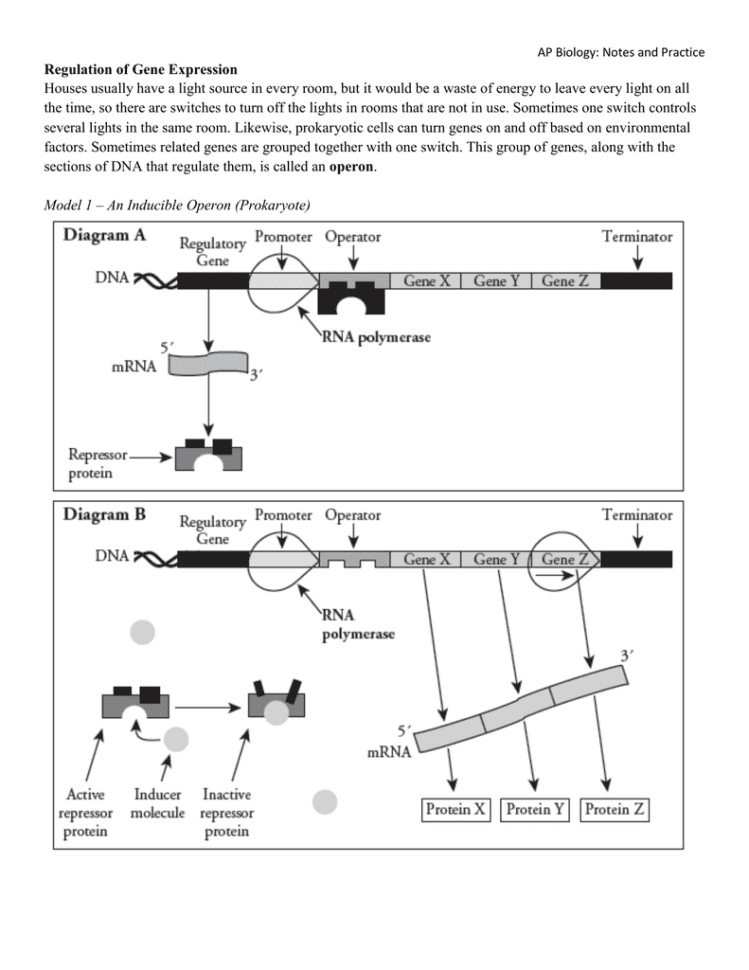 Gene Control