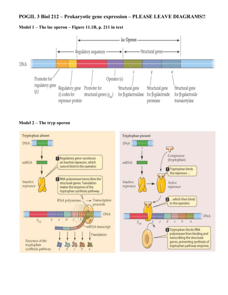 Gene Expression Pogil