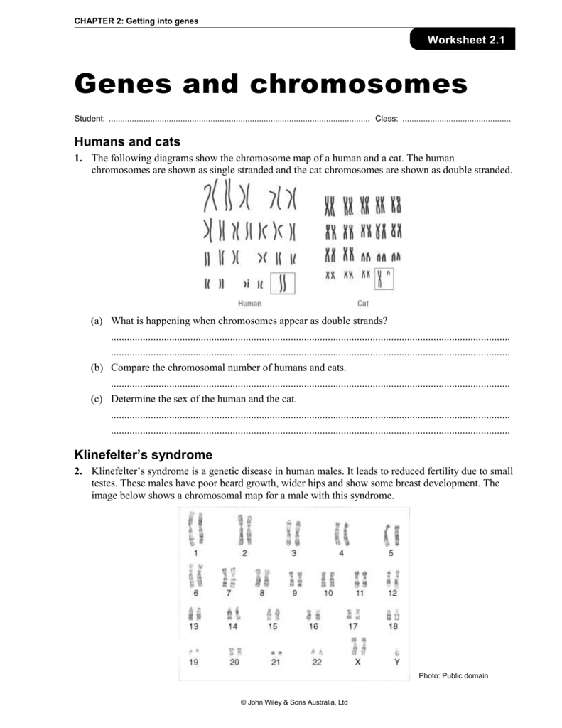 Genes And Chromosomes Worksheet Db excel