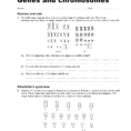 Genes And Chromosomes Worksheet