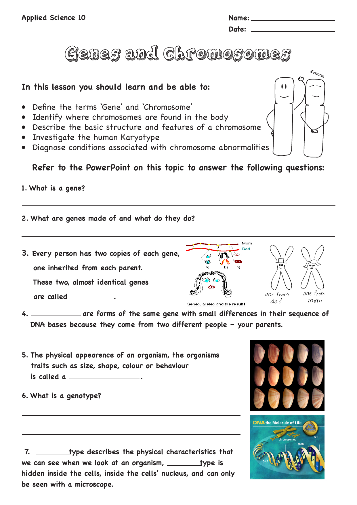 Genes And Chromosomes Worksheet Answer Key