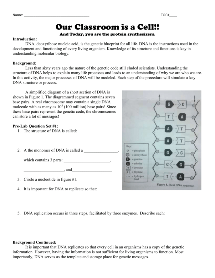 Genetic Code Worksheet