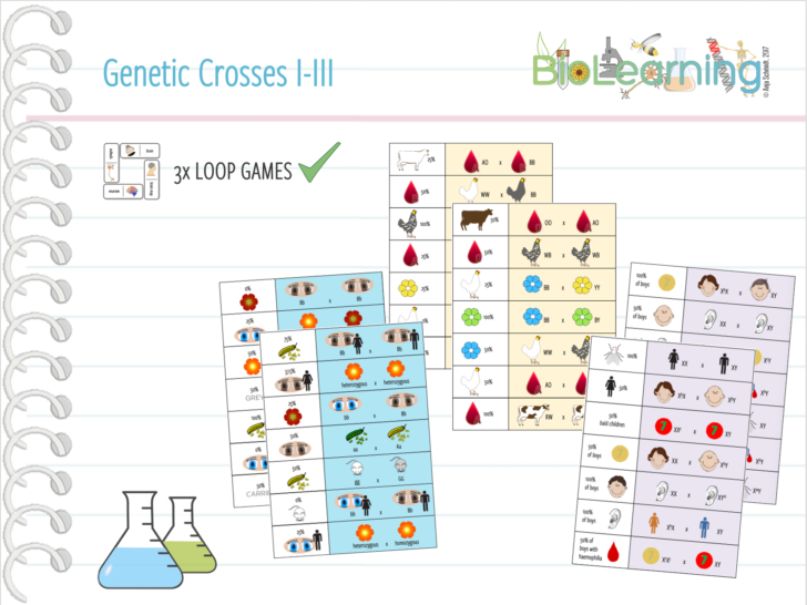 Genetic Crosses Worksheet