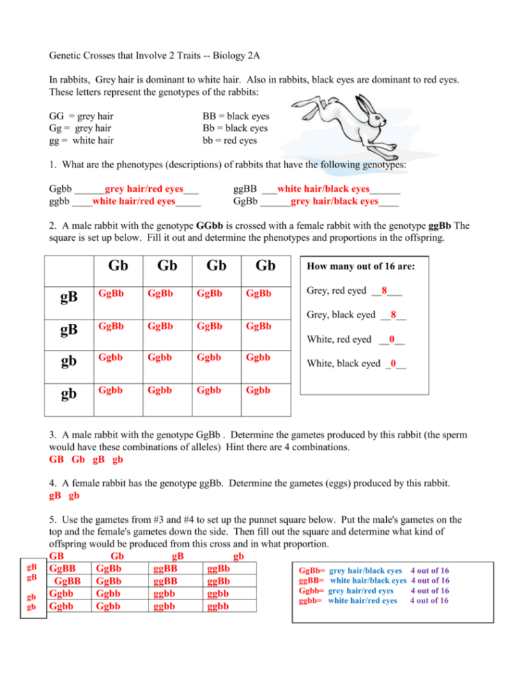 Genetic Crosses That Involve 2 Traits  Biology 2A