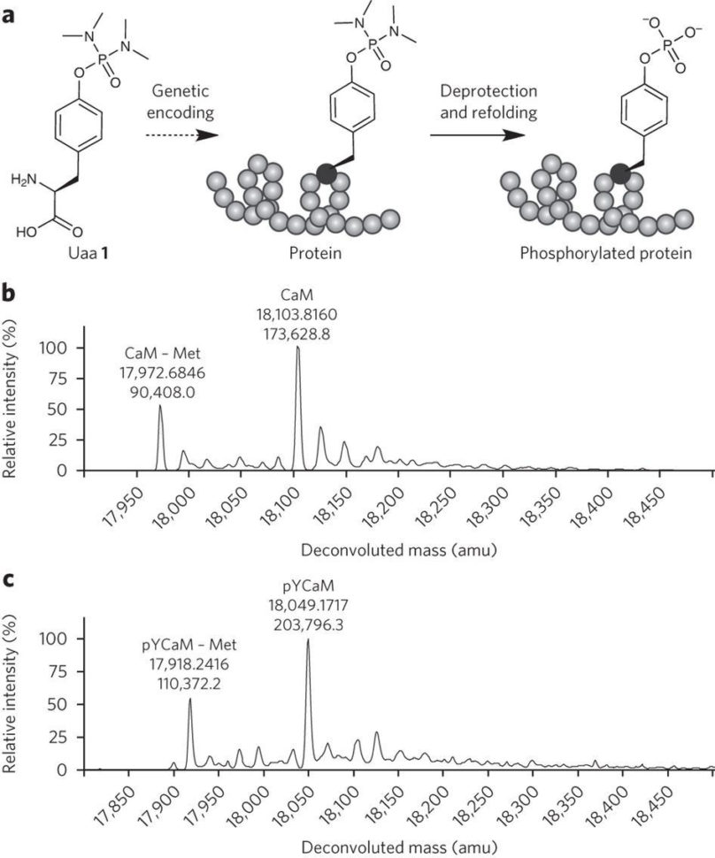 Genetics And Biotechnology Chapter 13 Worksheet Answers
