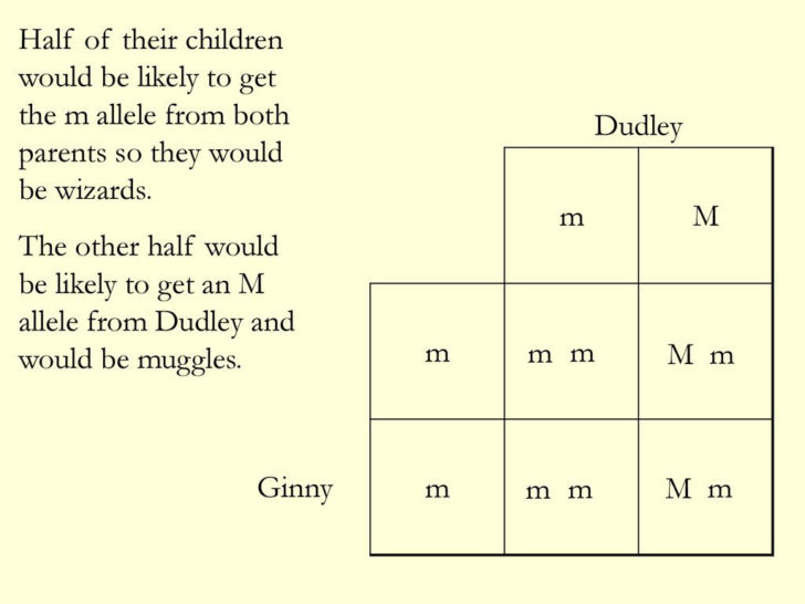 Genetics In Harry Potter #39 s World Ppt Download db excel com Genetics In Harry Potter #39 s World Ppt Download db excel com