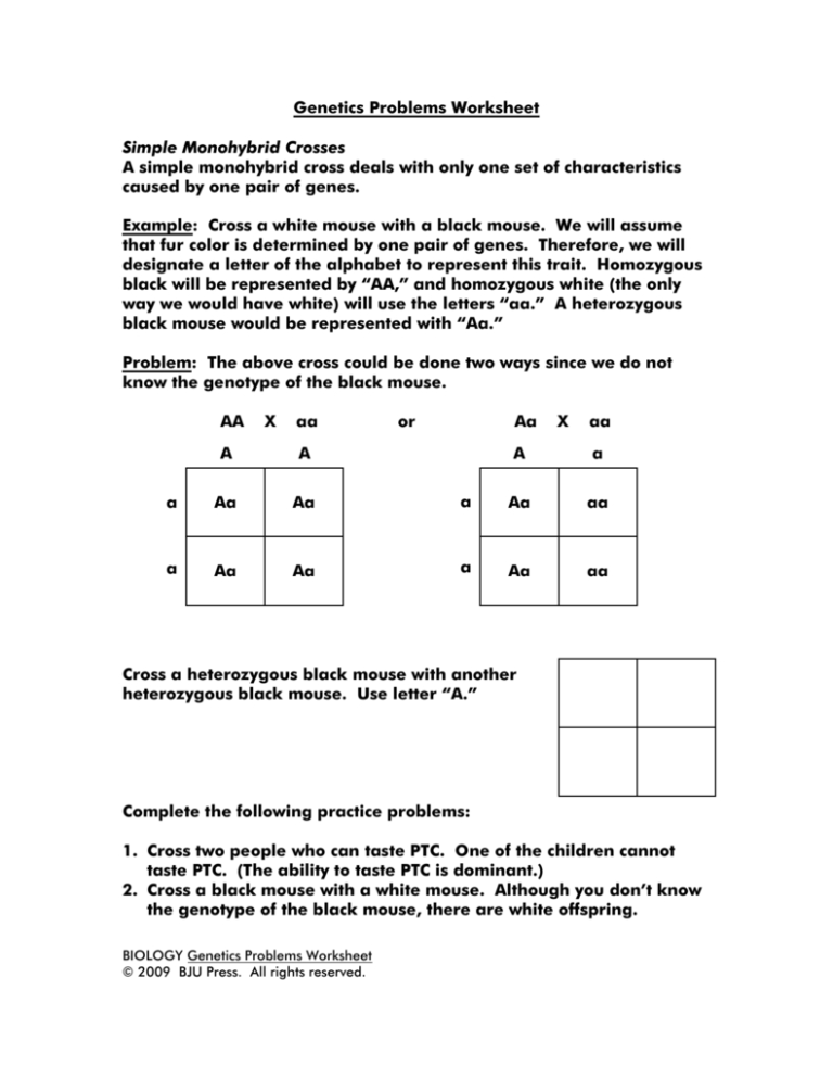 Monohybrid Crosses Worksheet Answers