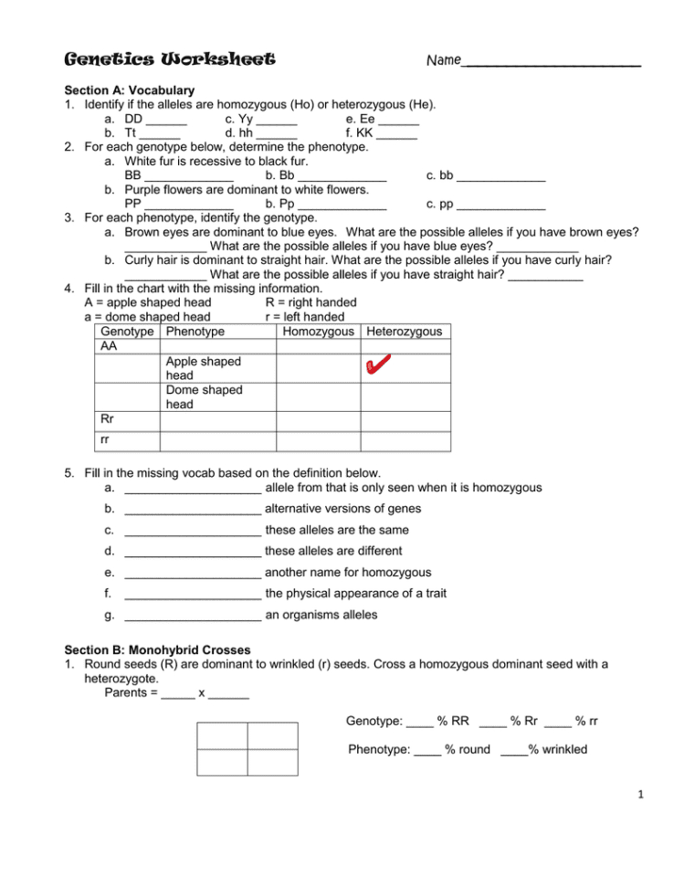 Genetics Worksheet
