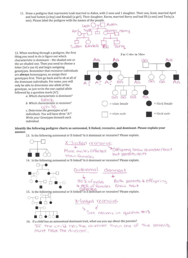 Genetics Pedigree Worksheet Answer Key