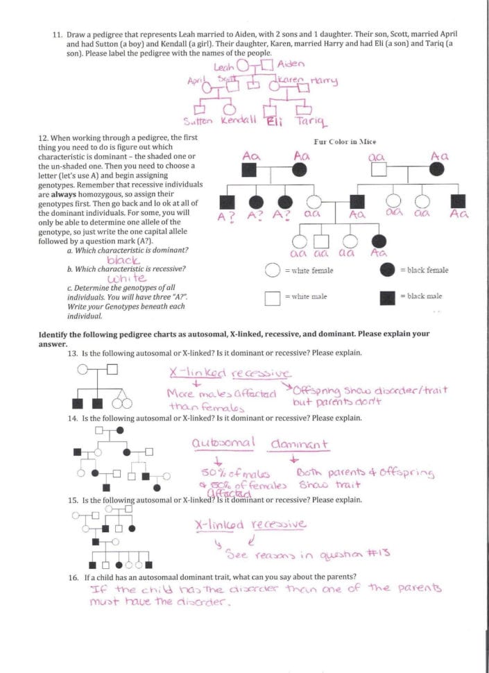 Genetics Worksheet Middle School