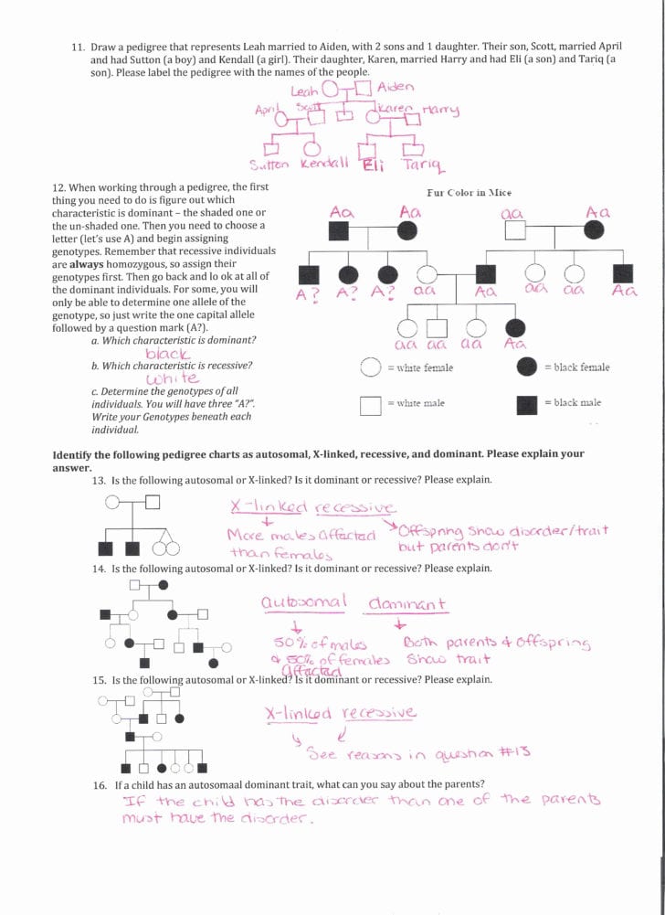 Genetics Basics Worksheet