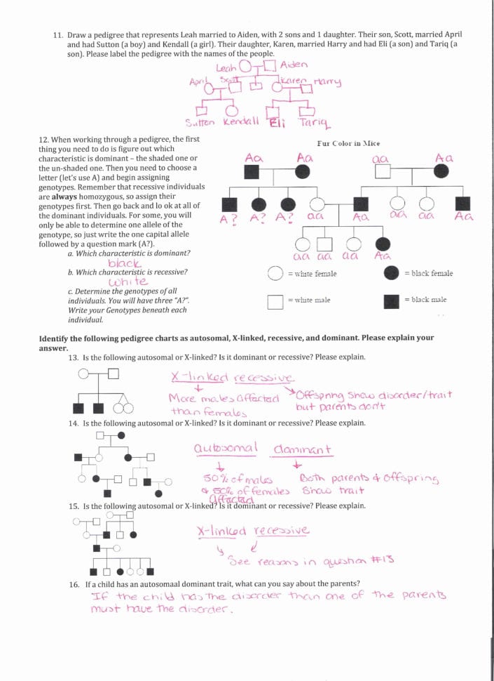 Genetics Worksheets