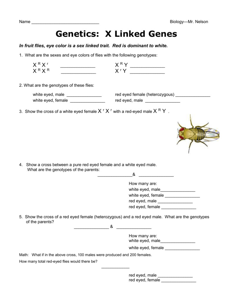 inheritance-of-traits-worksheet-answers