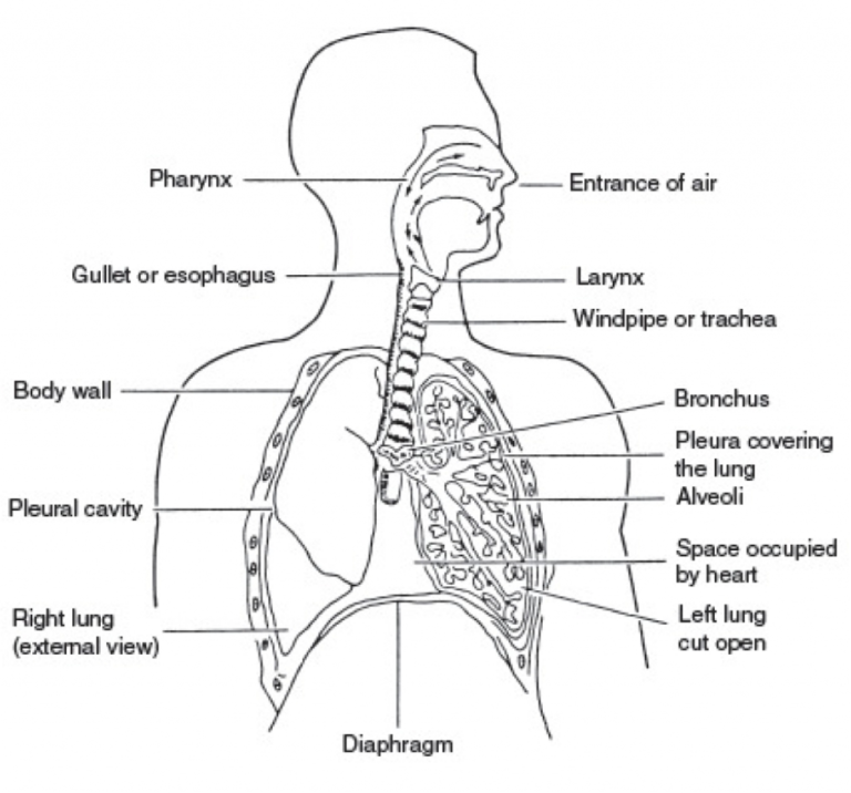 human-respiratory-system-worksheet-db-excel