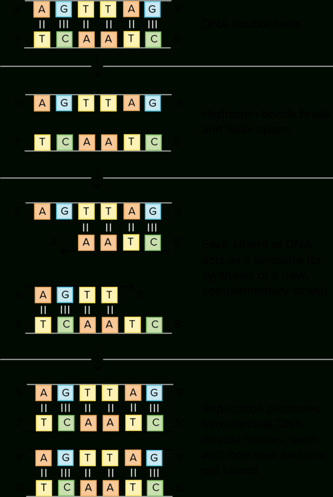 Hd Schematic Of Tson And Crick's Basic Model Of Dna  Dna