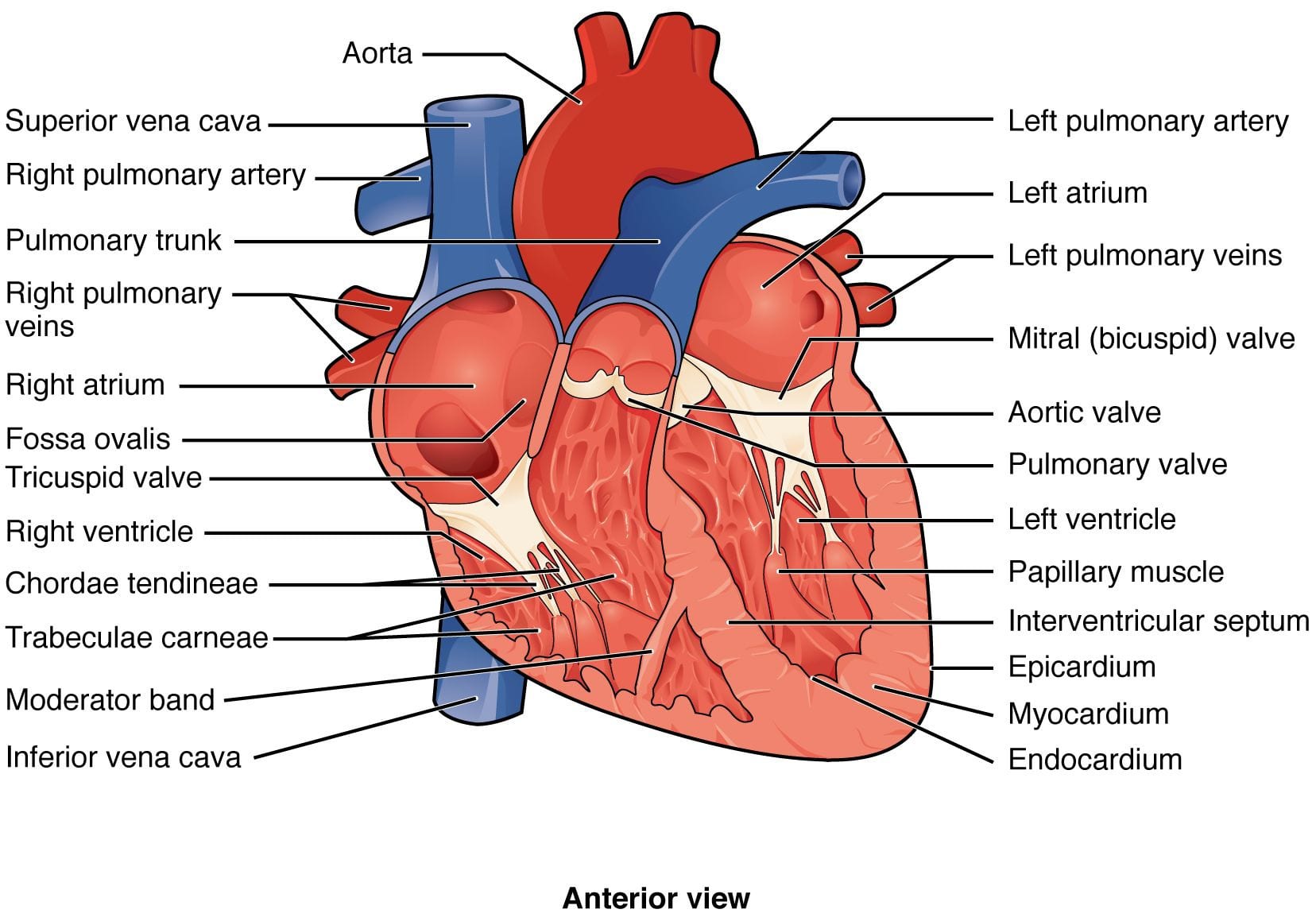 Heart Valves And The Cardiac Cycle Worksheet Answers