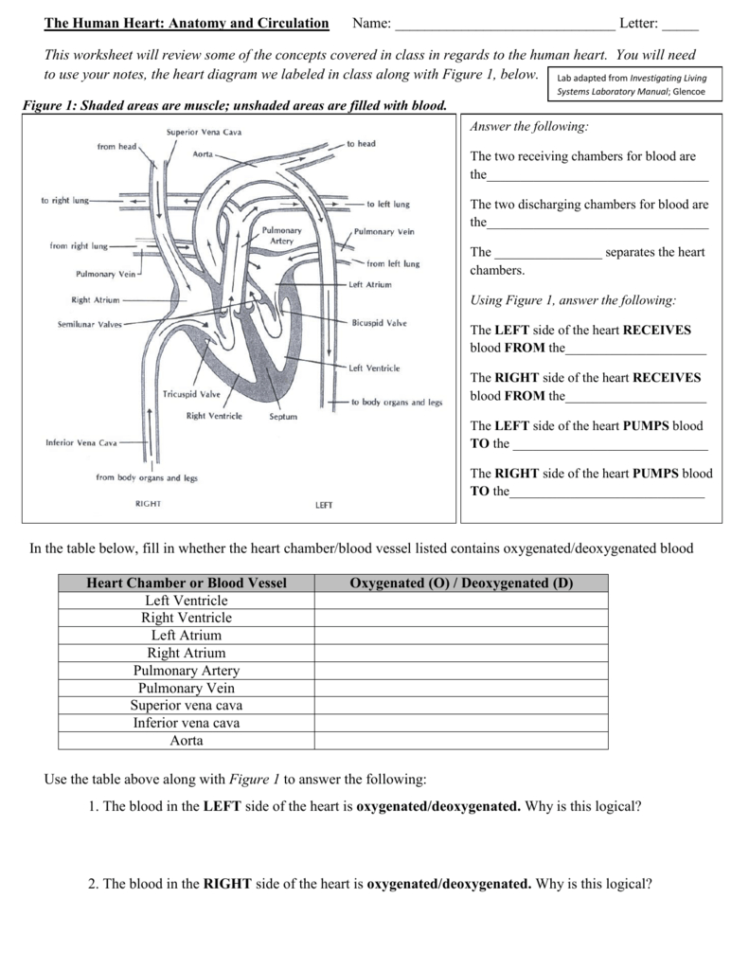 human-heart-walk-thru-worksheet-answers-db-excel