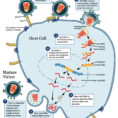 Hiv Disease Overview — Hiv Model Documentation